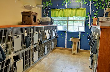 Cat Room at Best Friend Veterinary & Pet Lodge in Braselton, GA